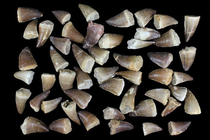 Lot: - Fossil Mosasaur Teeth - Pieces #92382